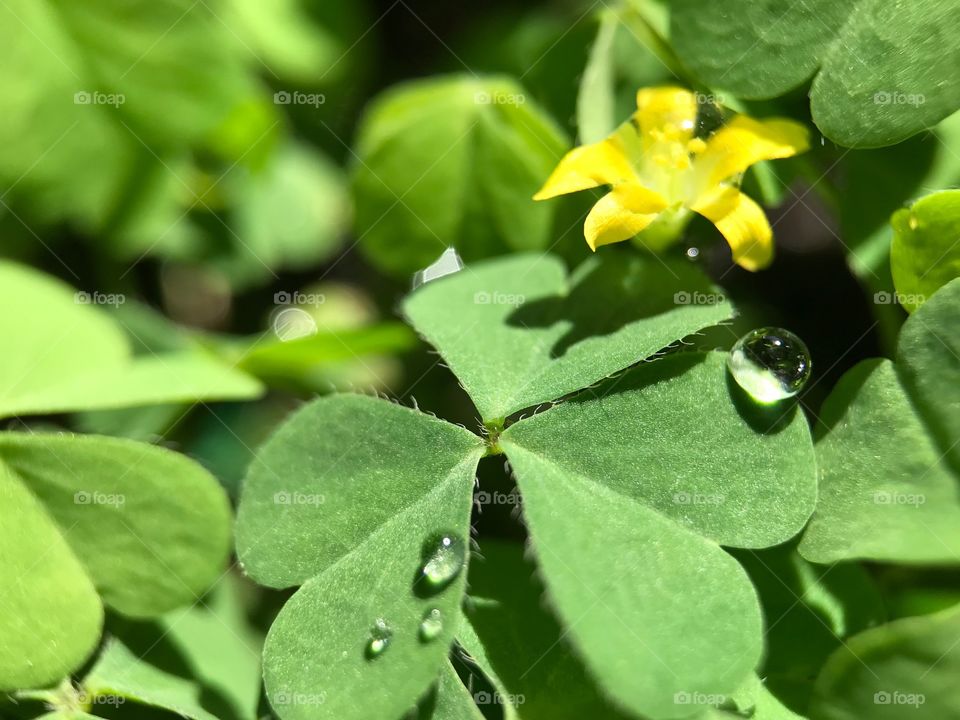 water drop on leaves