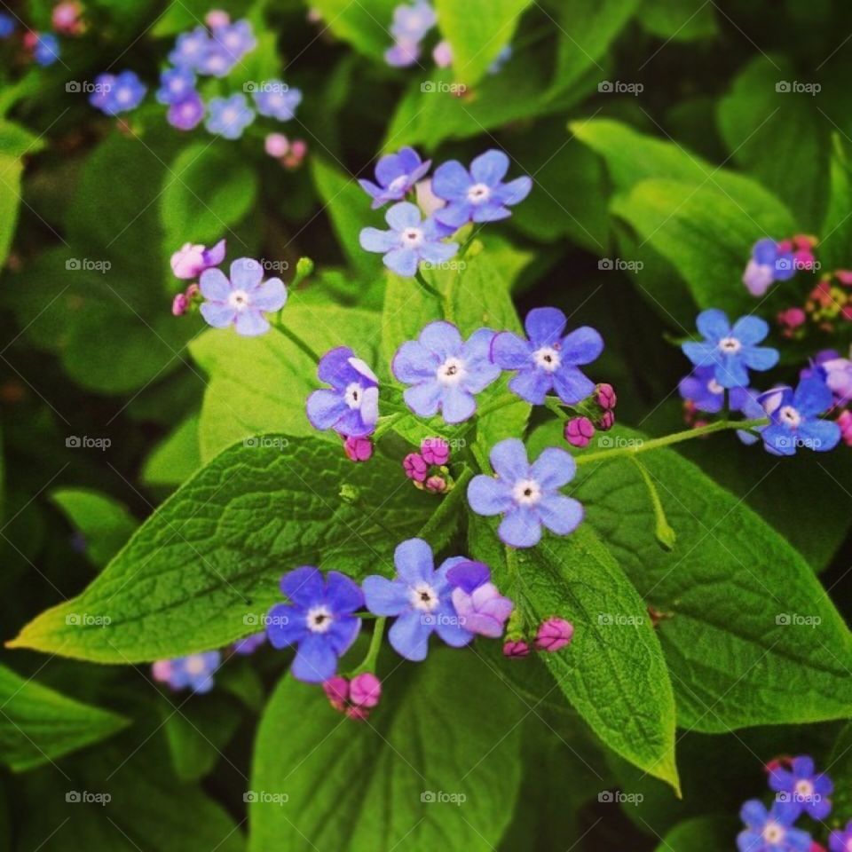 Spring flower