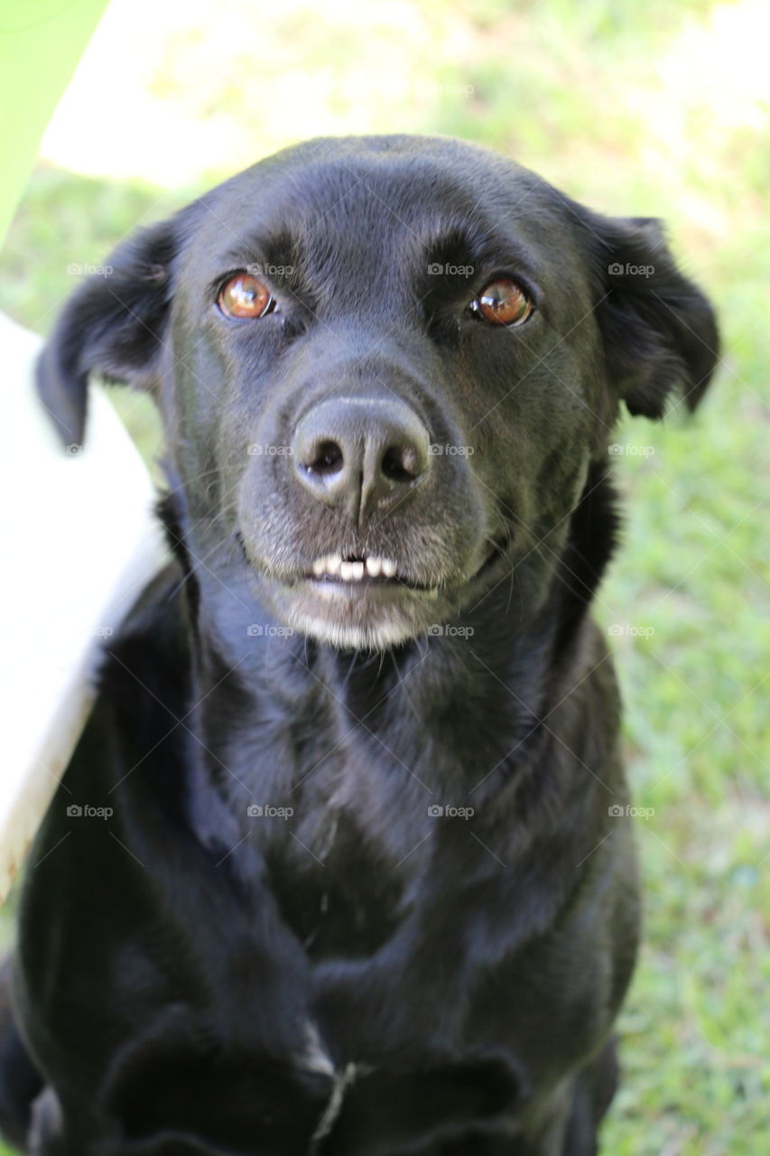 Black Labrador retriever