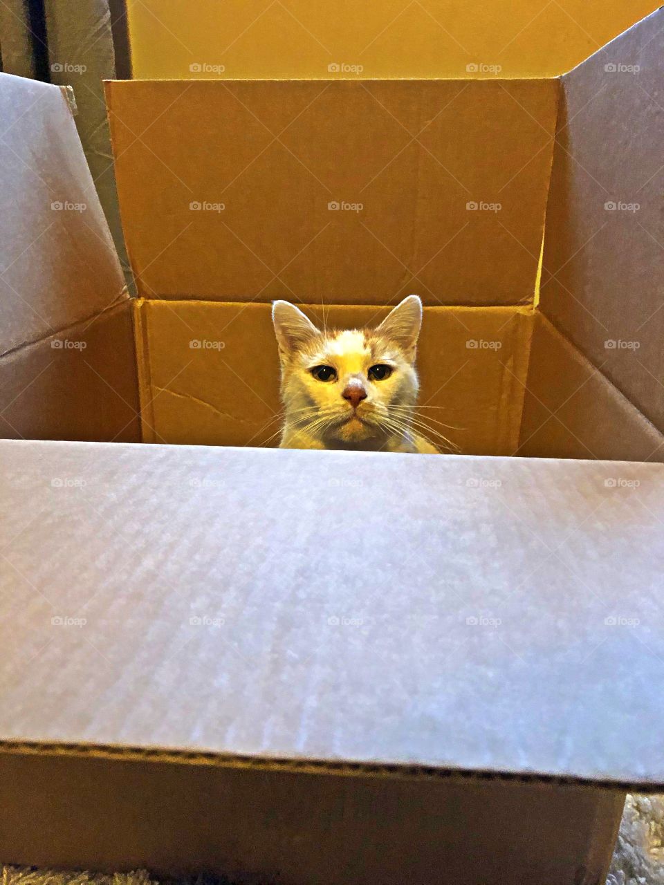 Feline in box