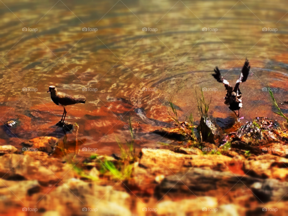 birds lake goiânia by doras