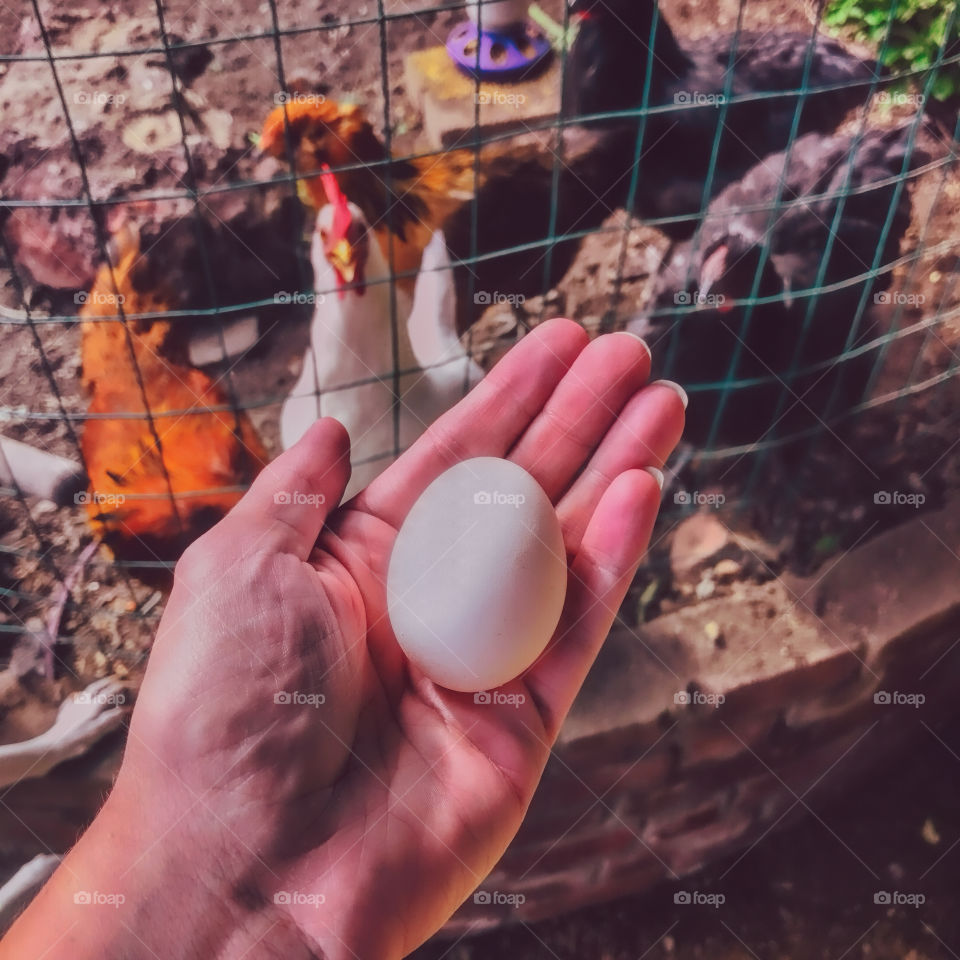 Image of egg being held in front of chickens