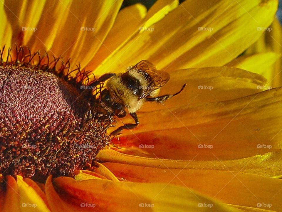 Bee on sunflower