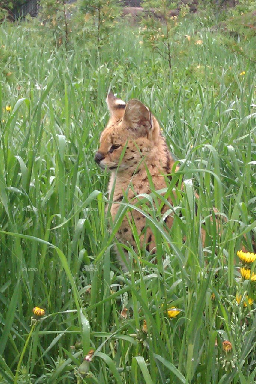 Serval in grass 