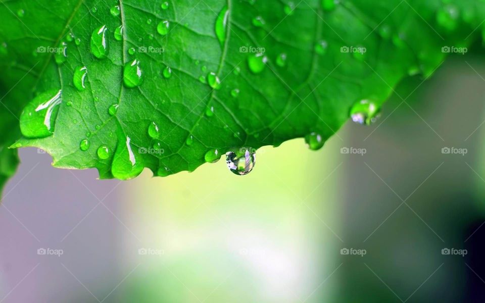 Raindrops from leaves