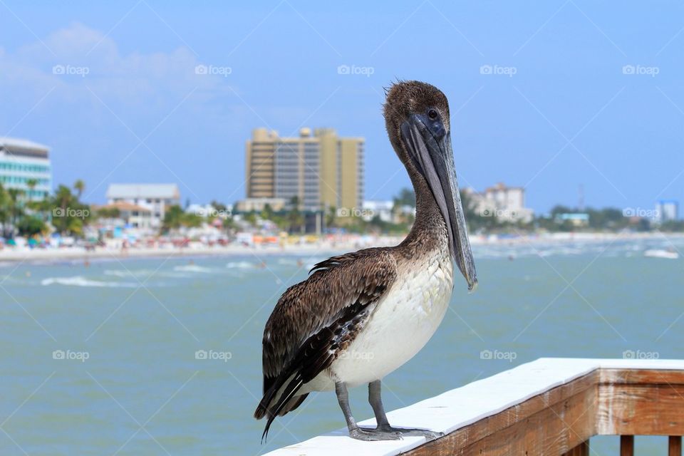 Pelican 