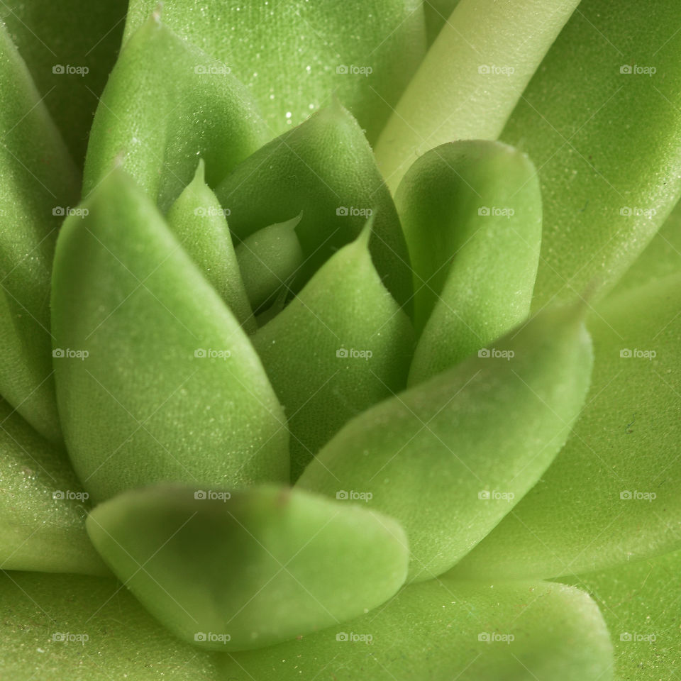 Close up of centre of cactus plant 