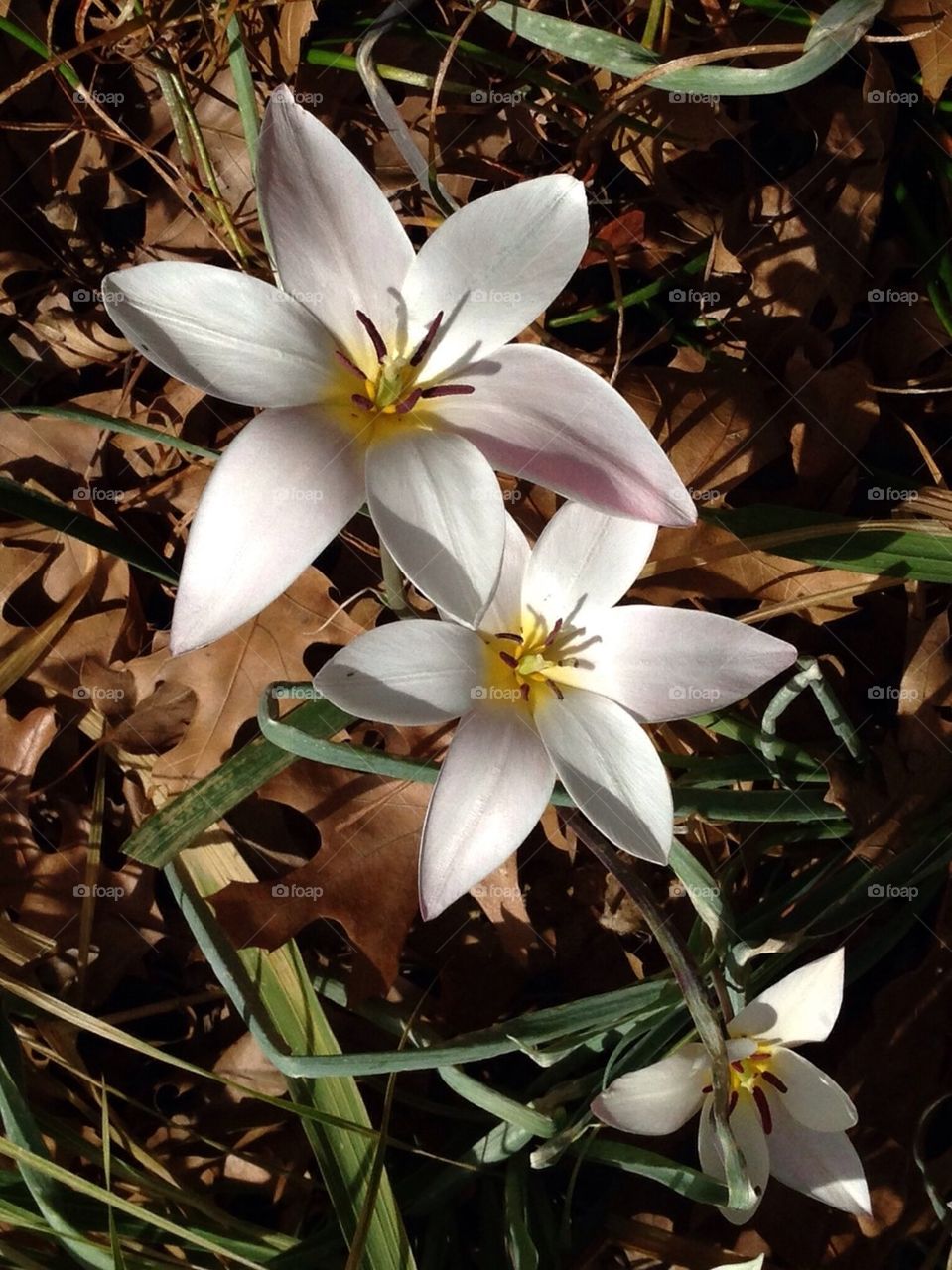 White Spring Flowers