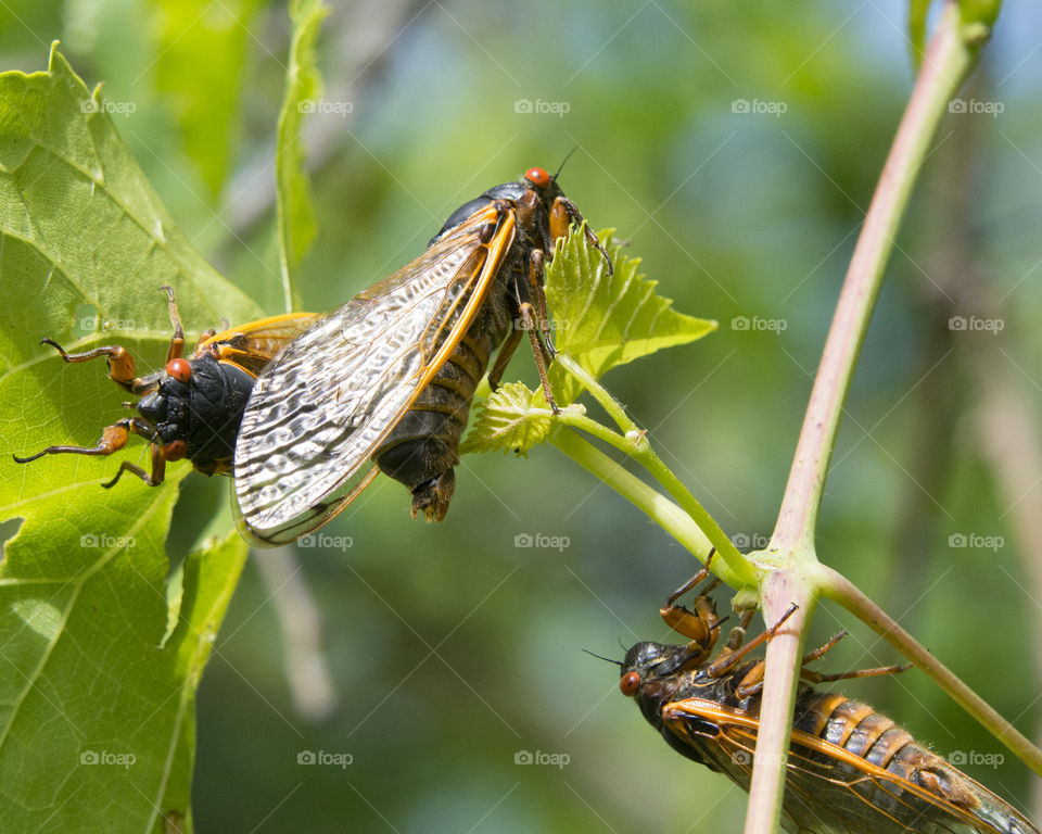 Mating cicadas
