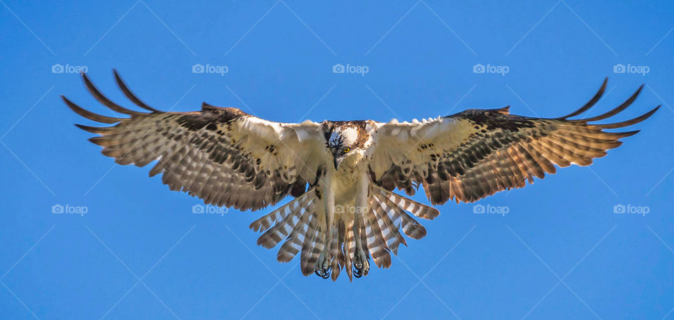 Raptor, Bird, Wildlife, Eagle, Hawk