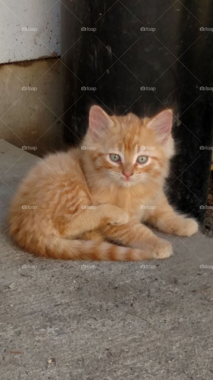 Cutie Patootie. Orange kitty's are Beautiful