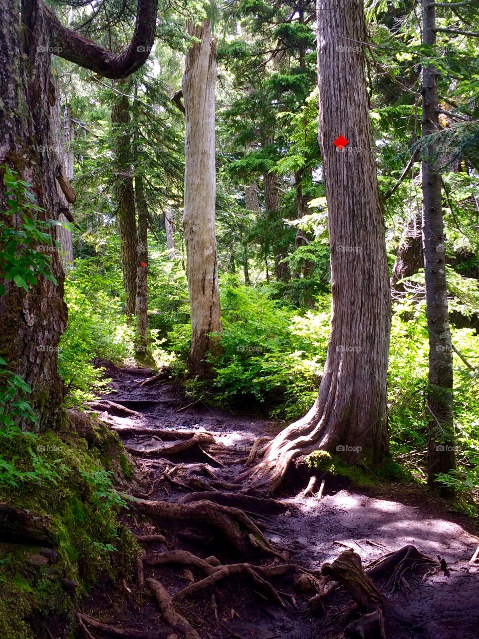Scenic view of a forest