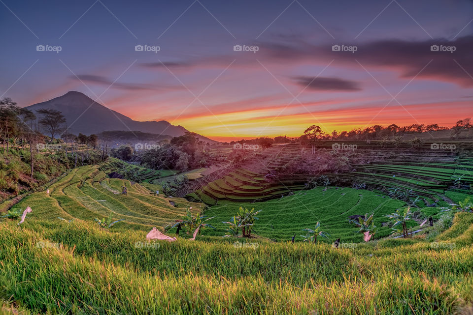 scenic view of selotapak rice terraces during sunrise