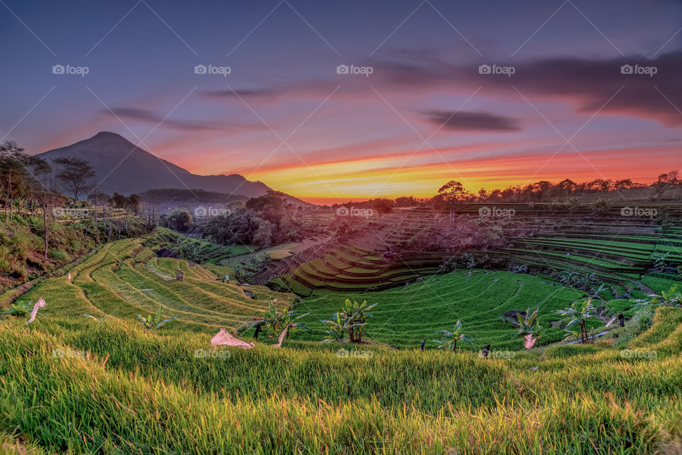 scenic view of selotapak rice terraces during sunrise
