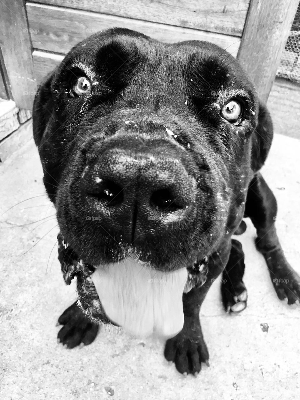 Giant headed dog with tongue hanging out. Big nose, big eyes. Kind and Cute, yet intimidating to look at. Don’t judge a book by its cover. 