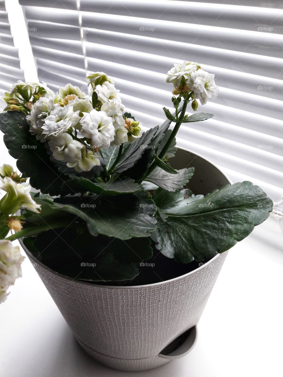 spring flower day outdoor