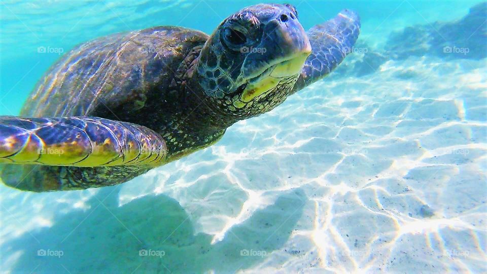 Sea Turtles underwater