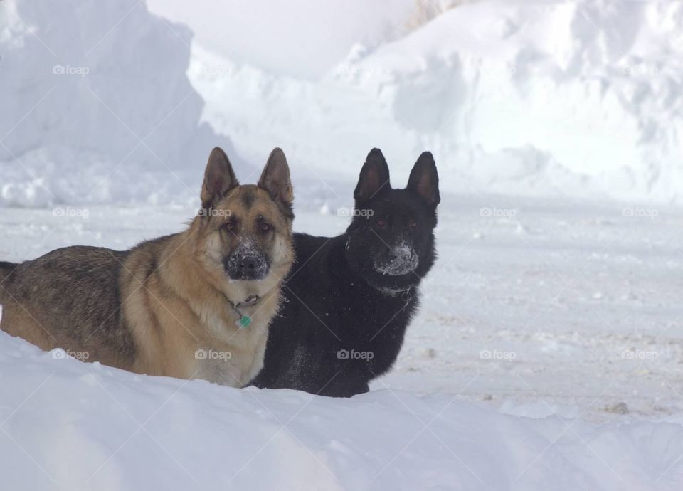 Bo and Arrow. German Shepherd brothers.