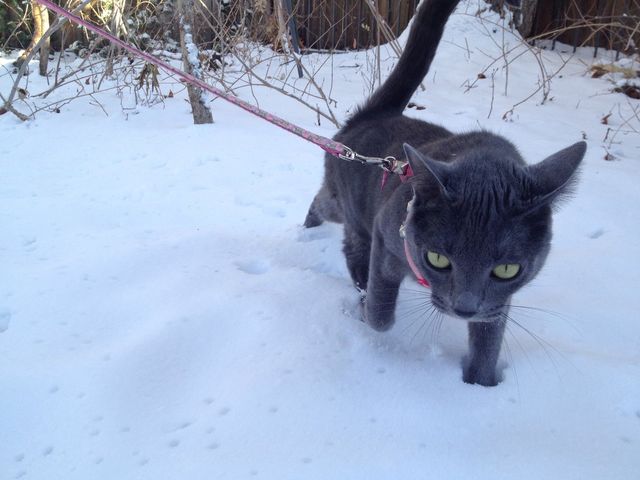 Adventure kitty 1
