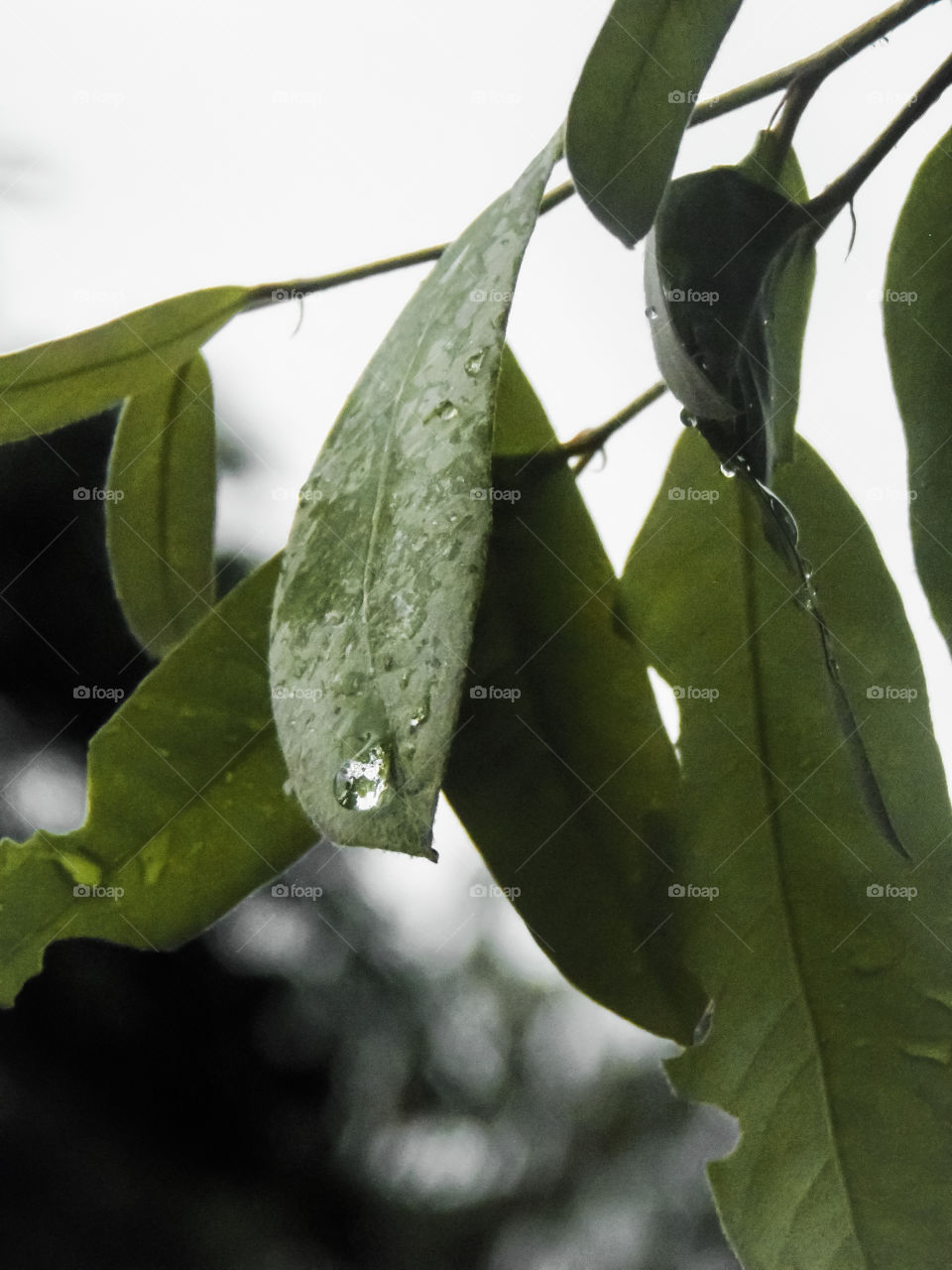 Seed in Amazon forest