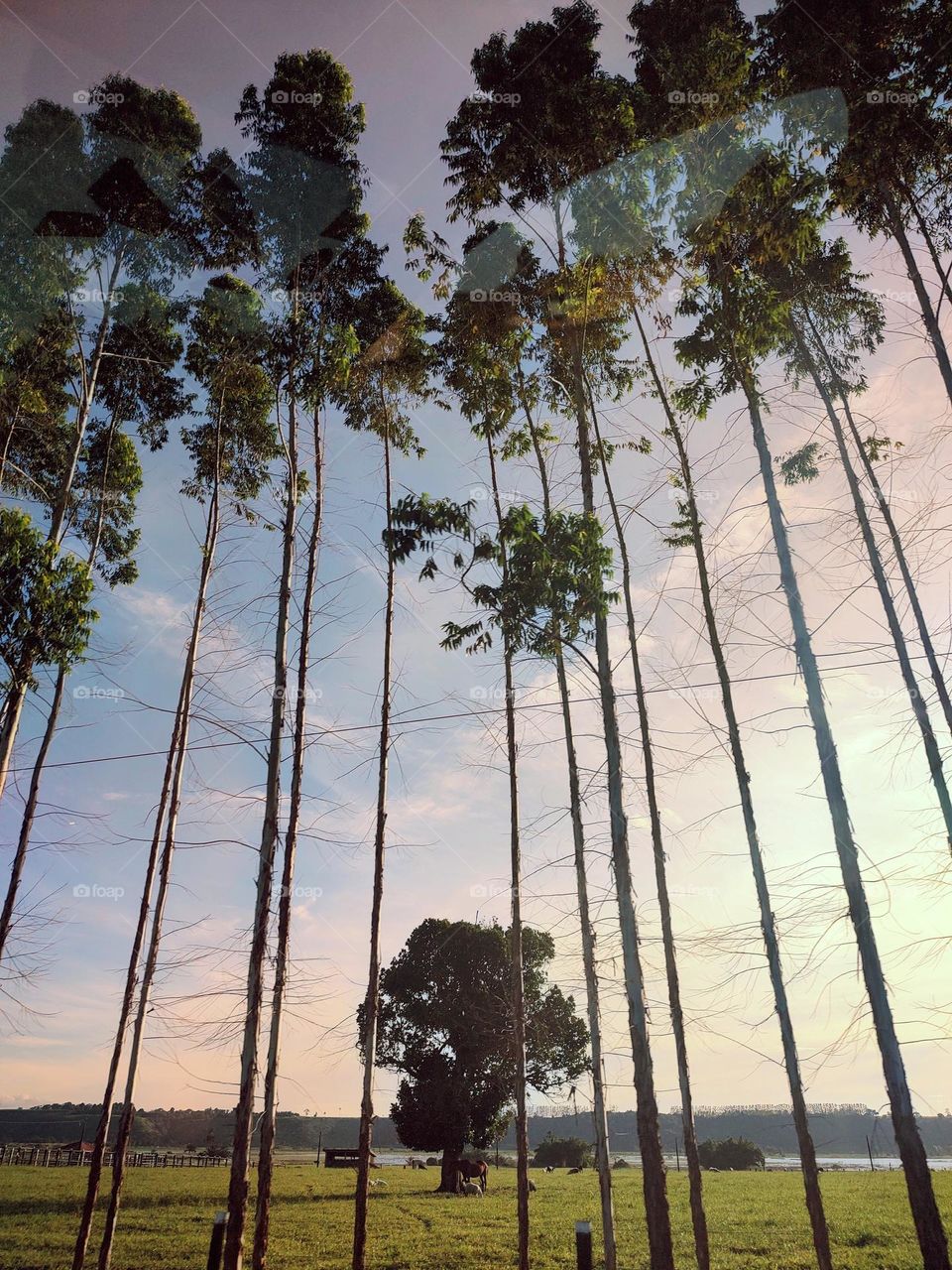 The beautiful image of the sunset seen through a eucalyptus fence on a road in the interior of Bahia in Brazil.