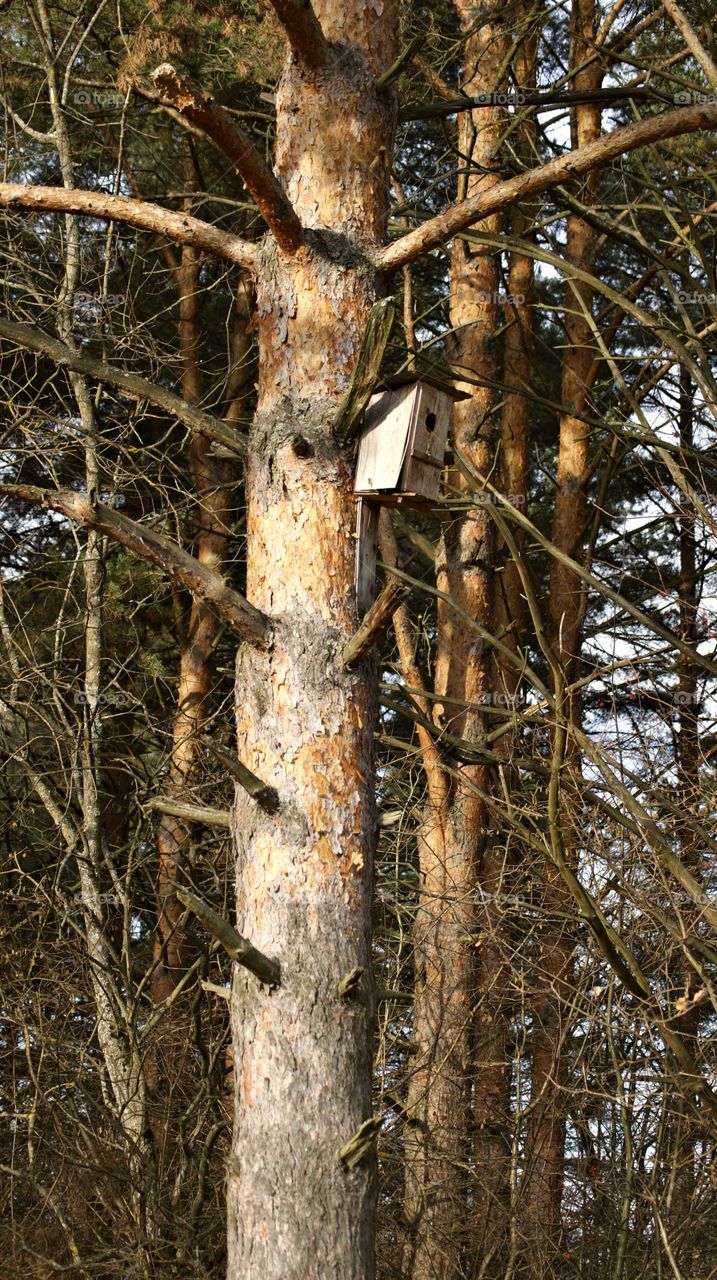 причудливый дом для птиц.