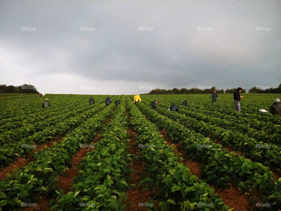 Strawberry picking up at the farm in Denmark