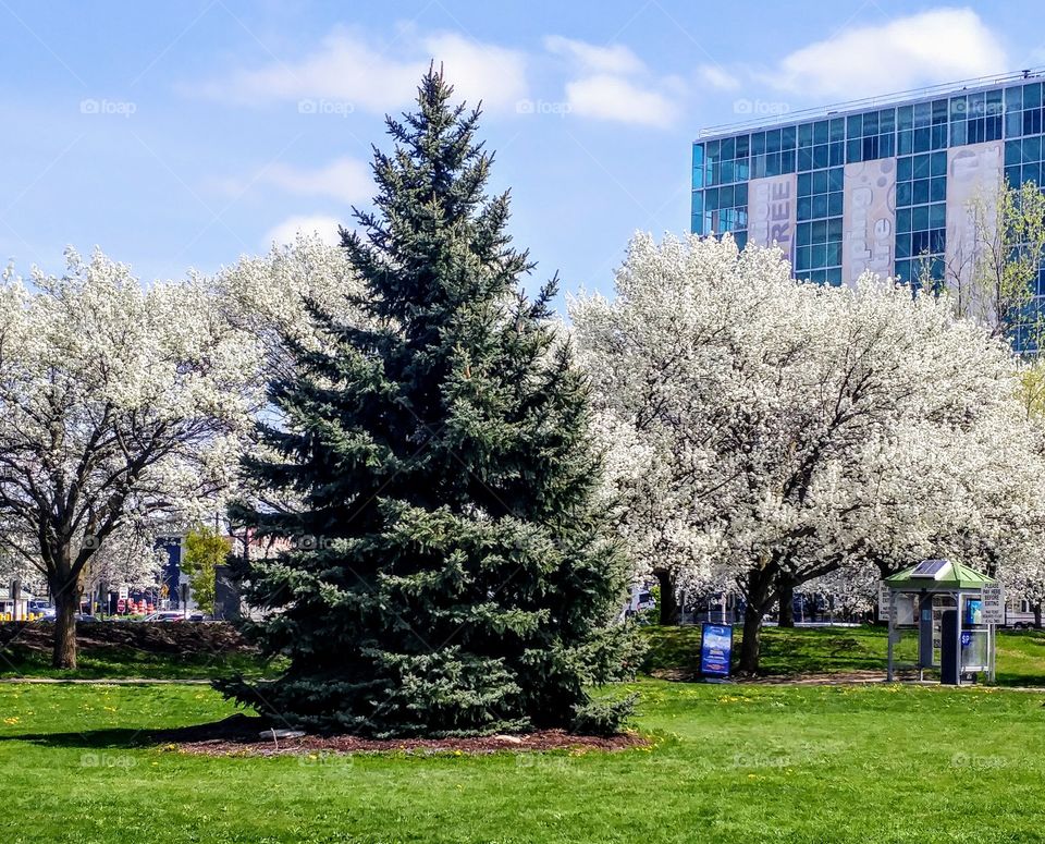 Christmas tree surrounded by Springtime