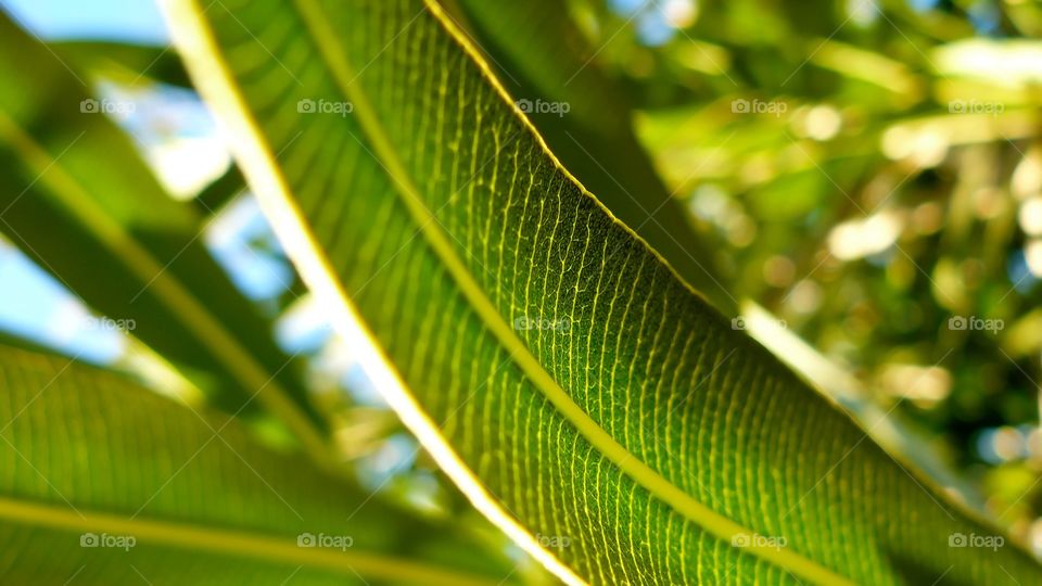 Light through tree leaf. Light through tree leaf at sunrise 