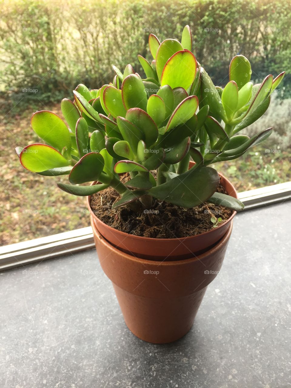 Crassula