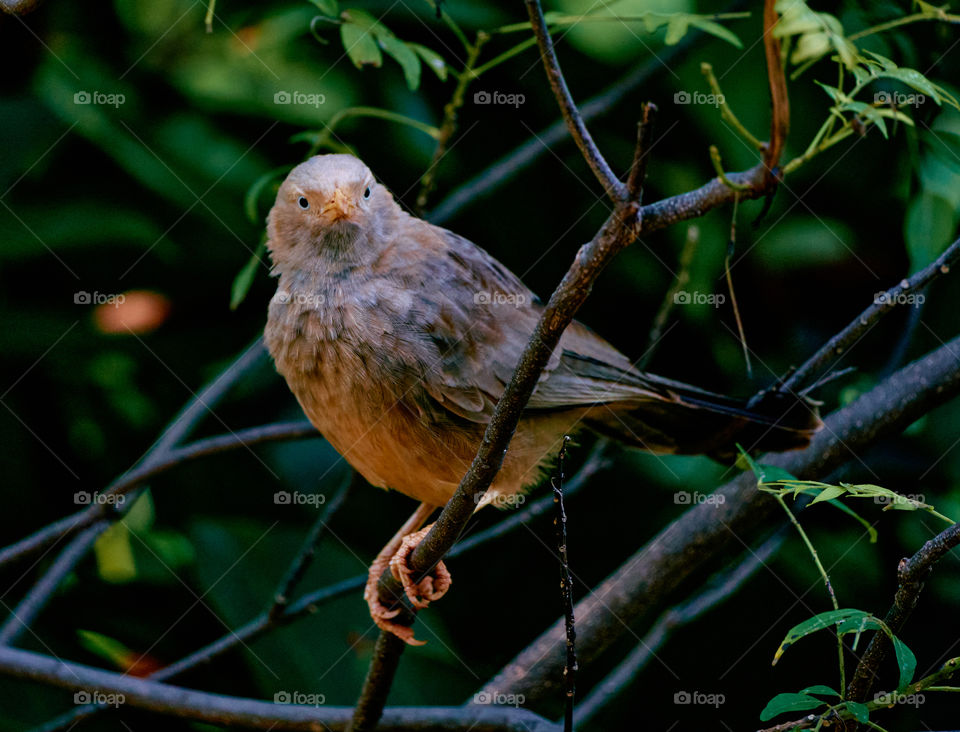 Bird  photography  - yellow babbler