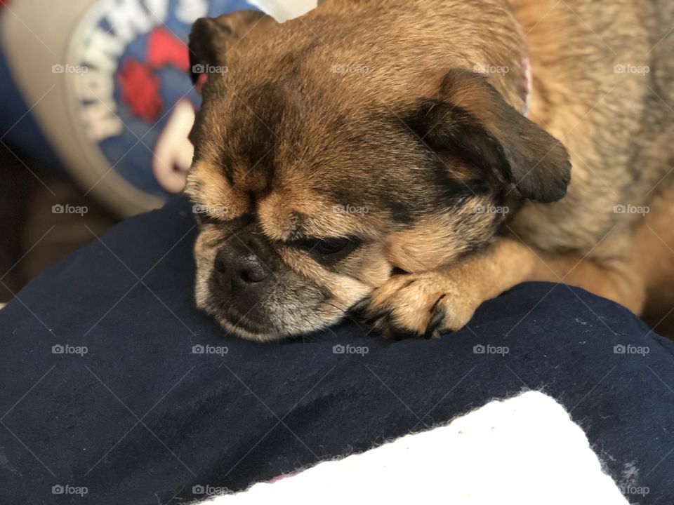 Brussels Griffon puppy sleeping on my lap