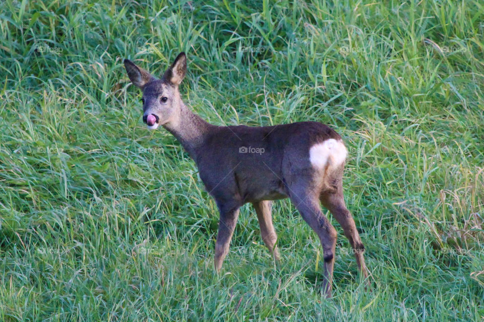 Local wildlife - baby deer, Sweden