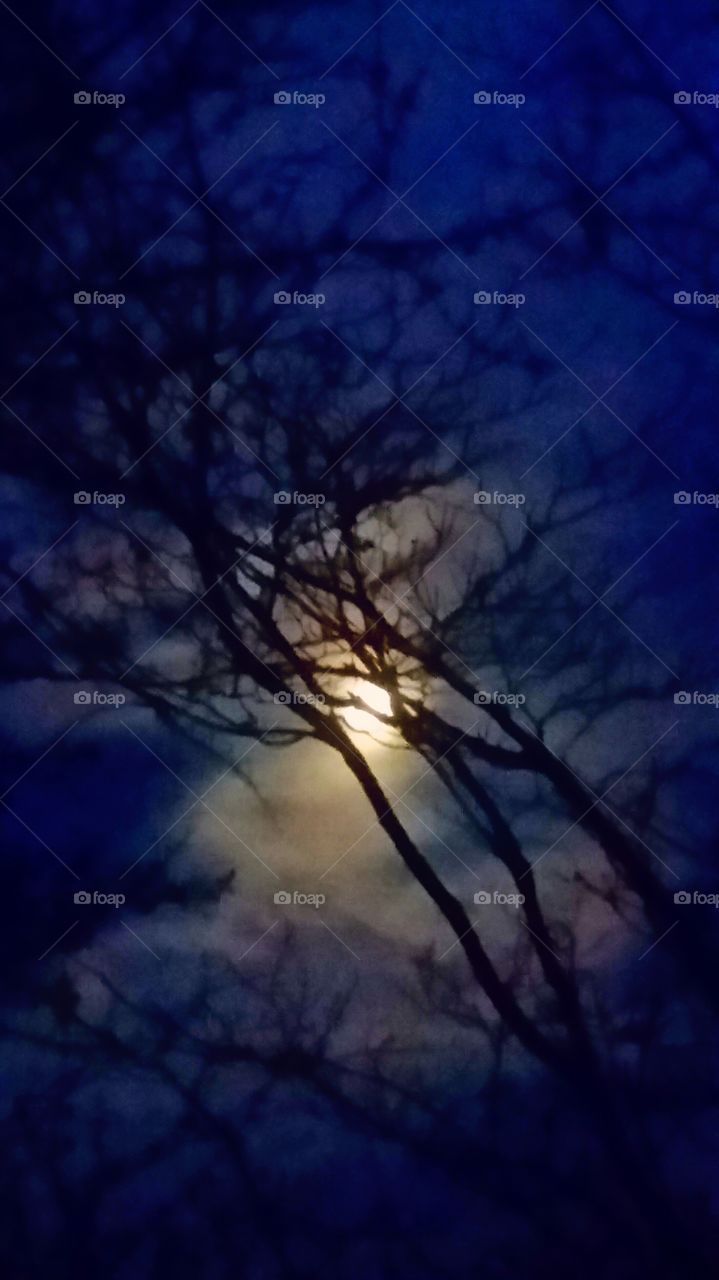 Moon Clouds & Trees