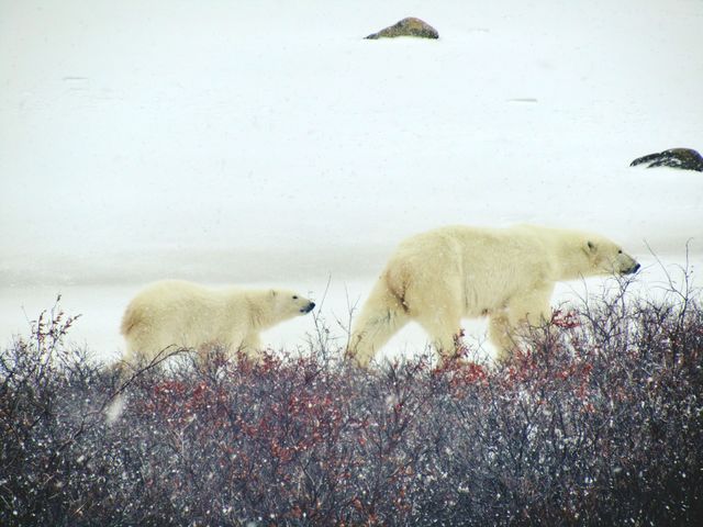 Mama bear and baby bear