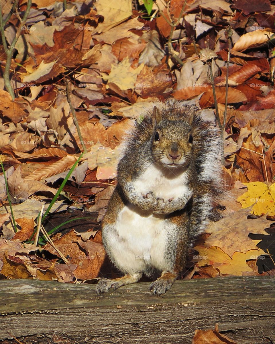 Squirrel posing for photo.