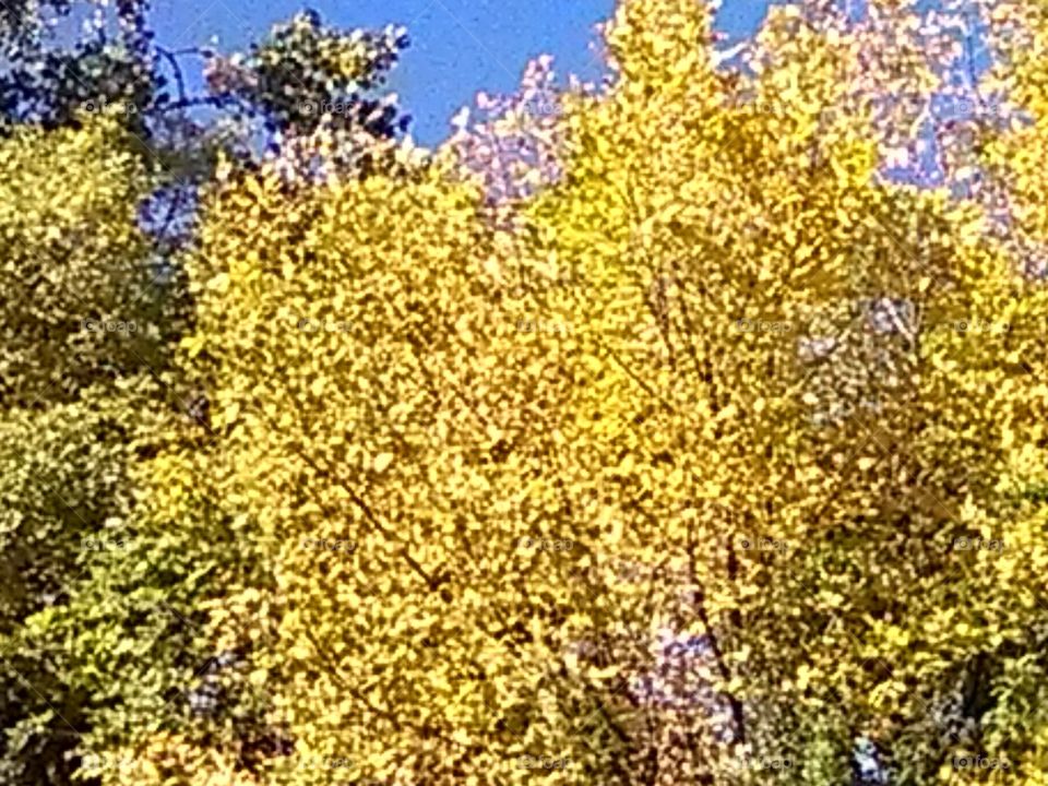 Yellow Fall