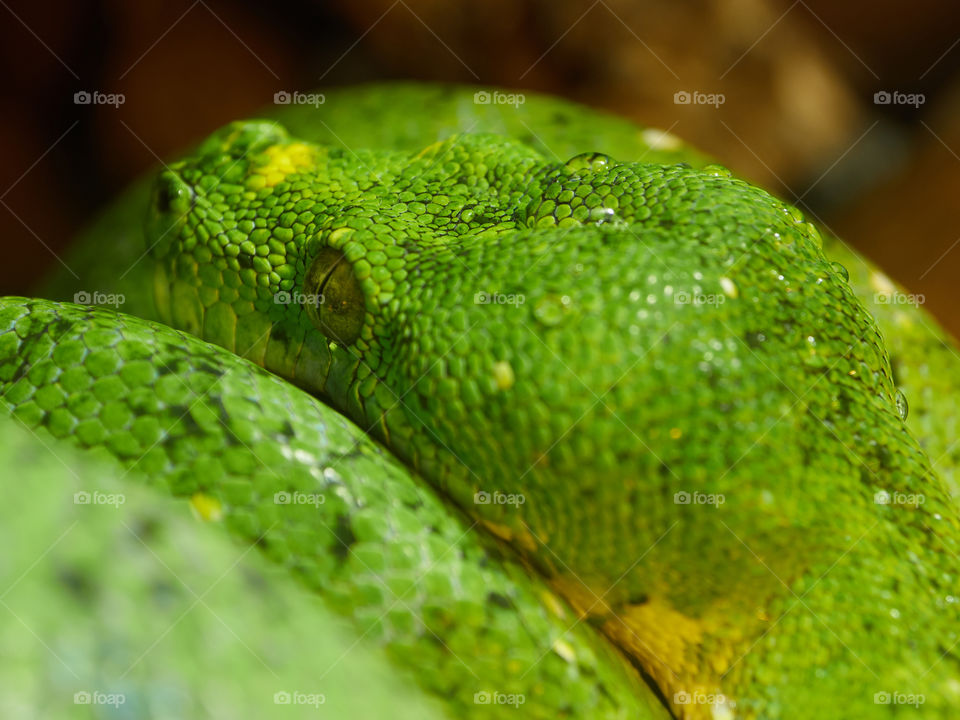Young green python laying down on tree
