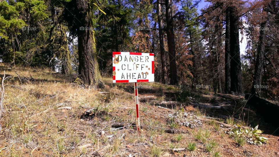 Wood, Tree, Landscape, Outdoors, No Person