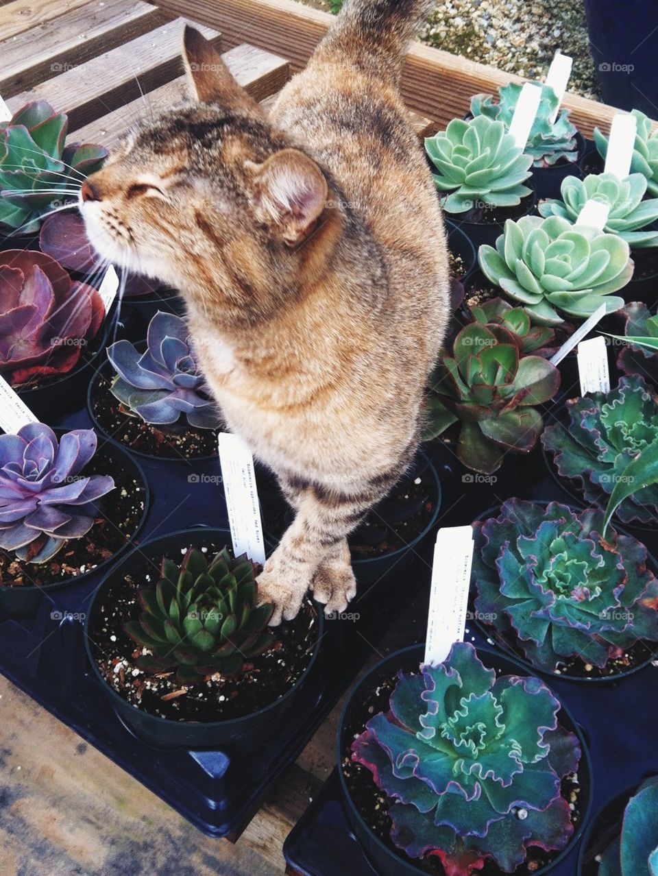 plant cat