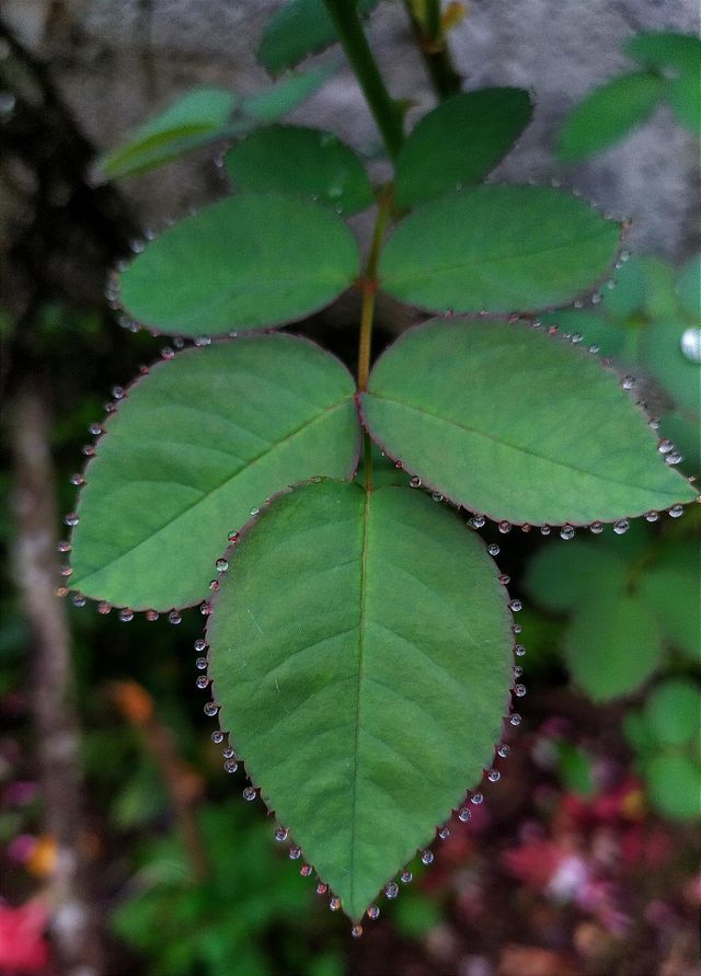 Dew drops on leaves early morning
