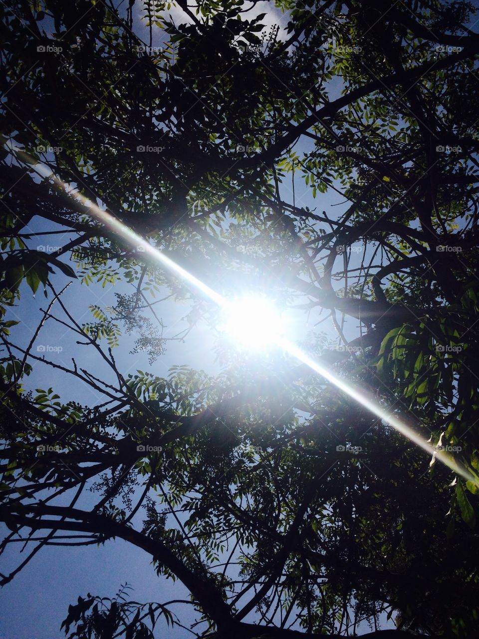 Sunlight passing through the tree branch