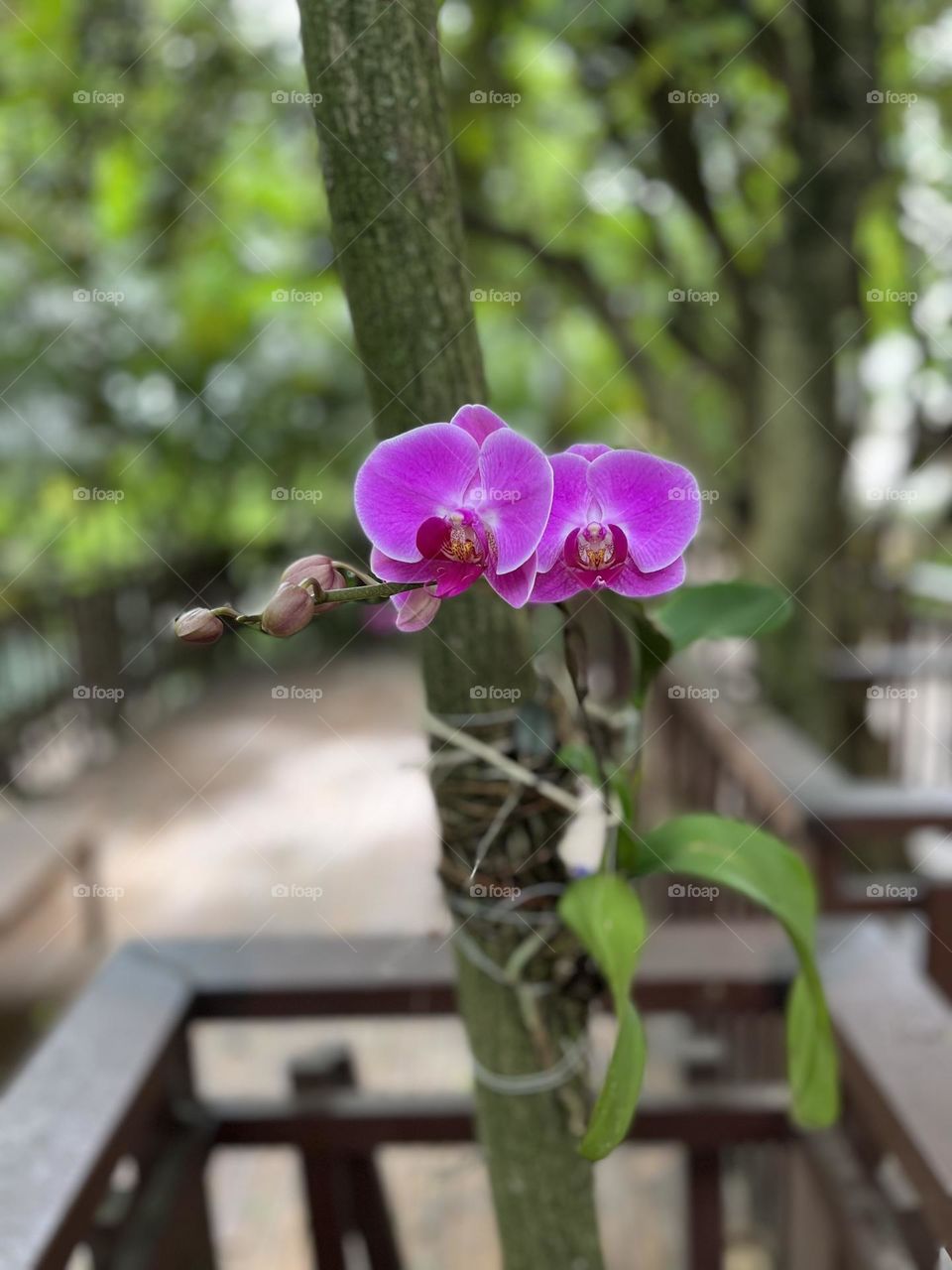 Flores do meu caminho❤️