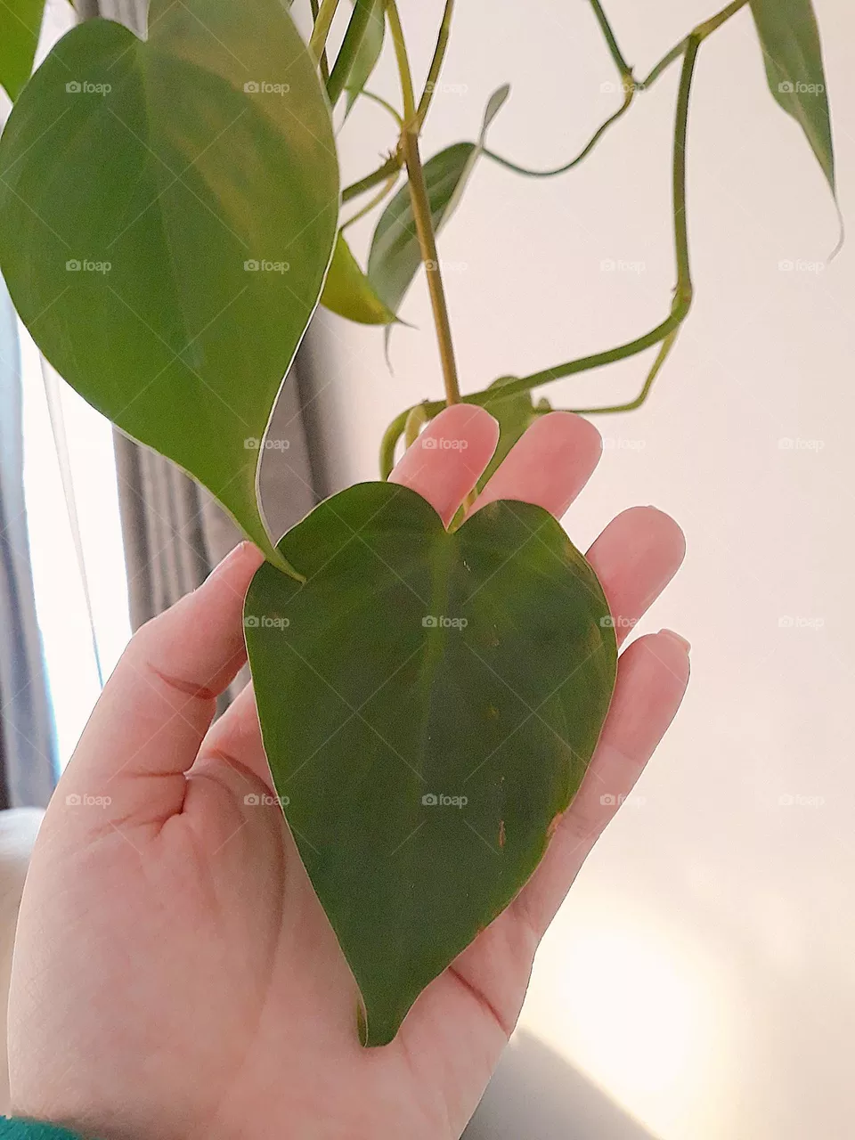 Planta