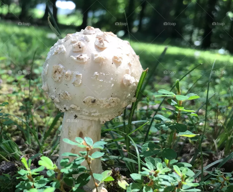 Fungus 