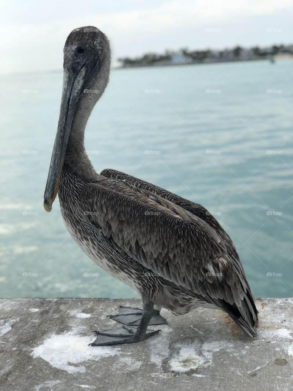 Pelican 