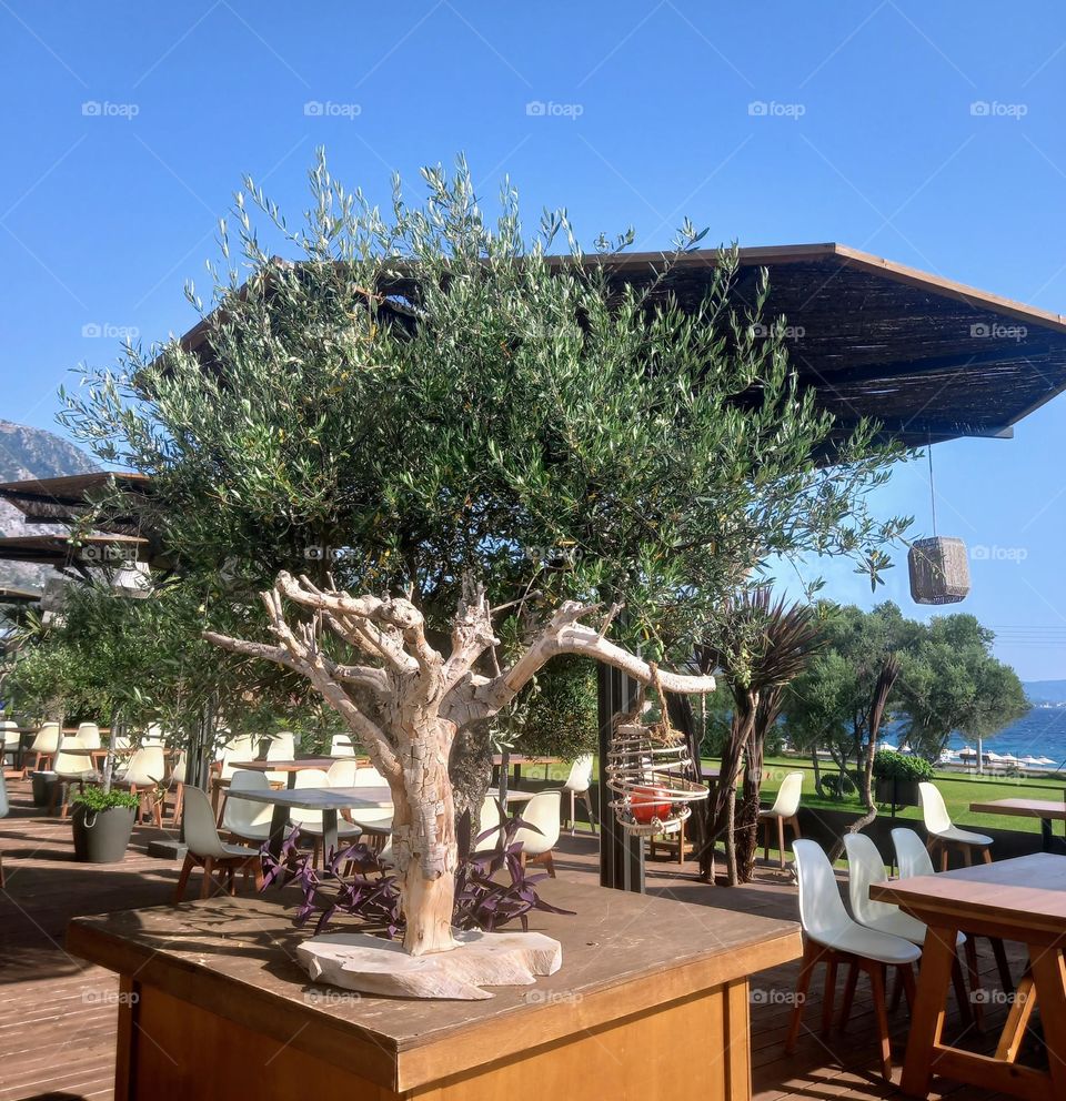 Olive tree outside of a restaurant  near the sea