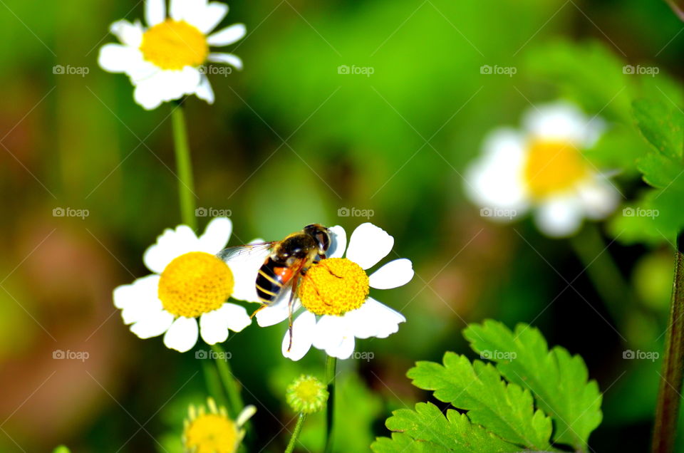 Close-up of insect on flower