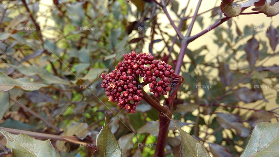Planta escura com botões.