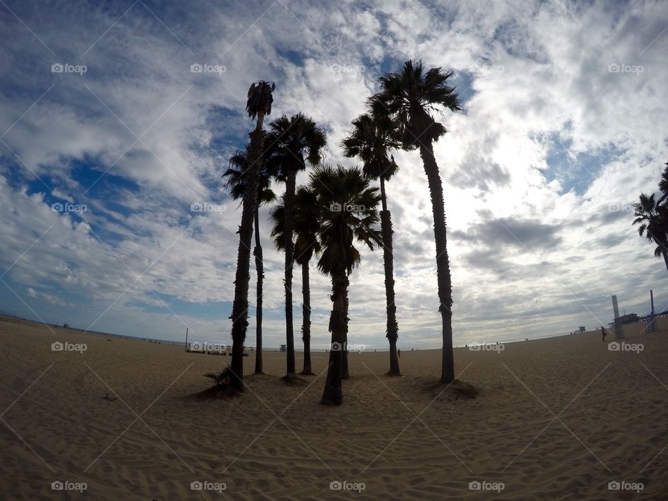 Palm Tree. Venice Beach California